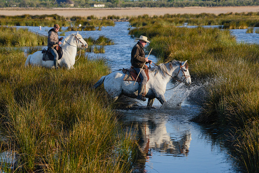 Two Camargue ranch-hands known as 'gardians' are crossing the marshes. This courageous breed of white horses is famous for working with the black bulls of the region.
