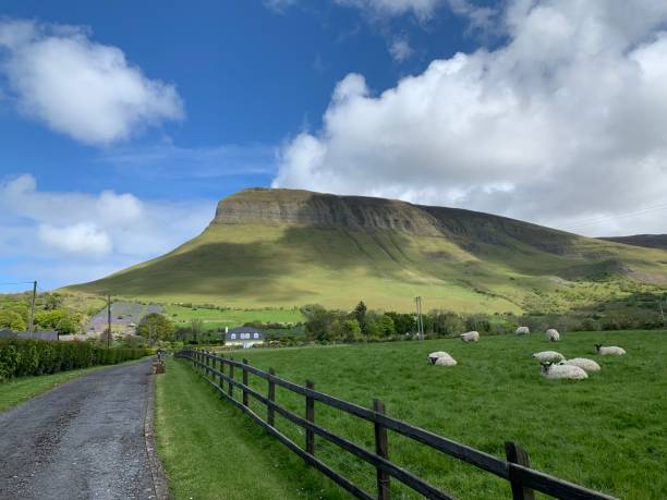 Sheep in front of Ben Bulben, Ireland Sheep in front of Ben Bulben, Ireland ben bulben stock pictures, royalty-free photos & images