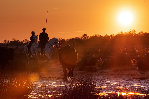 Camargue bulls at sunrise with two ranch-hands known as 'gardians' in silhouette. This courageous breed of white horses is famous for working with the black bulls of the region.