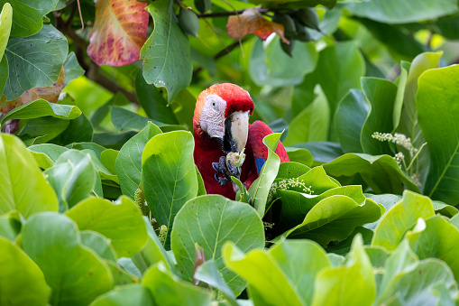 Close up of a macaw ara eating fruit from a tree. The animal holds a fruit with its paw while it eats it.