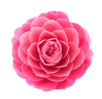 Pink Camellia  flower isolated on white background