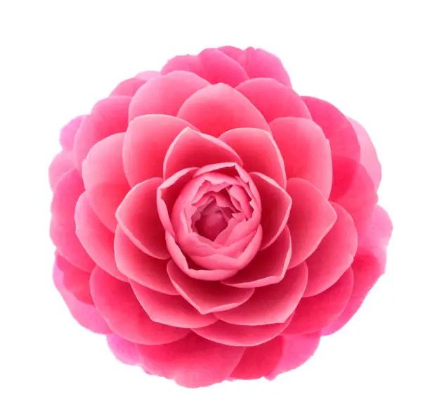 Photo of Pink Camellia  flower