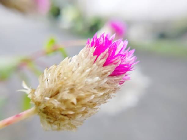 kula ameranth flower - globe amaranth zdjęcia i obrazy z banku zdjęć