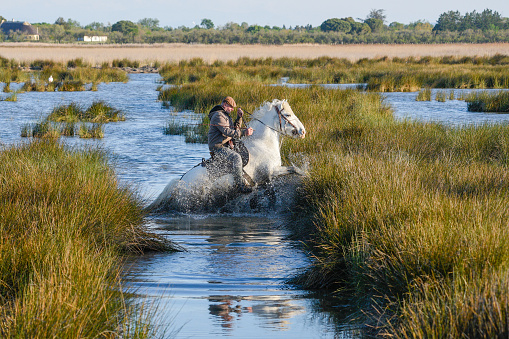 A Camargue ranch-hand nearly falls in the marshes. He is riding a typical Camargue white horse, which gamely surges up the bank. This courageous breed of white horses is famous for working with the black bulls of the region.