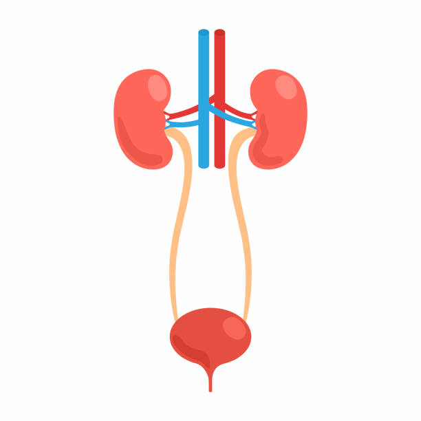 illustrazioni stock, clip art, cartoni animati e icone di tendenza di sistema escretore umano con reni, vescica, uretere e aorta - renal vein