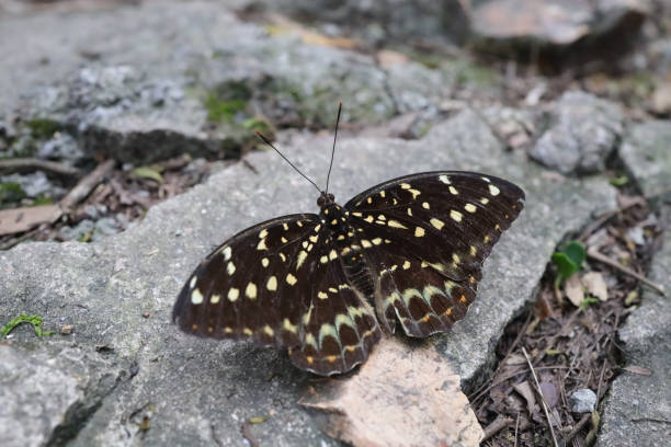 istock nice contrast between the very dark and bright wings 1486803870