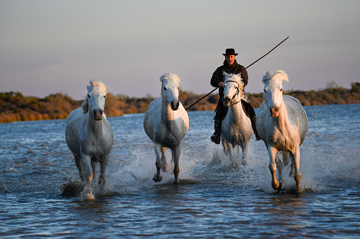 Wild Camargue horses galloping through a salt lake with a 'gardian' (ranch-hand) at sunset. These hardy white mares spend most of their lives free in the marshy landscape, while males are chosen as either riding horses or, the best of them, as stud stallions. This courageous breed is famous for working with the black bulls of the region.