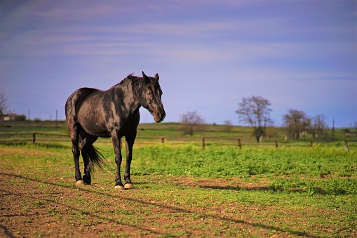 Portrait of a black horse grazing on a spring day.