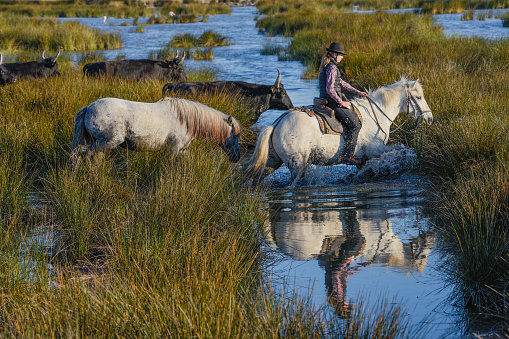 A Camargue ranch-hand leads her bulls across the marshes. She is riding a typical Camargue white horse, followed by a loose young horse learning from the older one. This courageous breed of white horses is famous for working with the black bulls of the region.