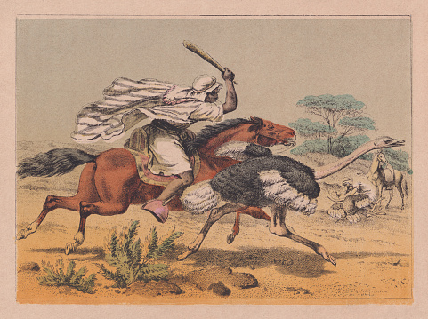 An ostrich hunt in Algeria. Nostalgic scene from the past. Handcolored chromolithograph after a watercolor, published ca. 1880