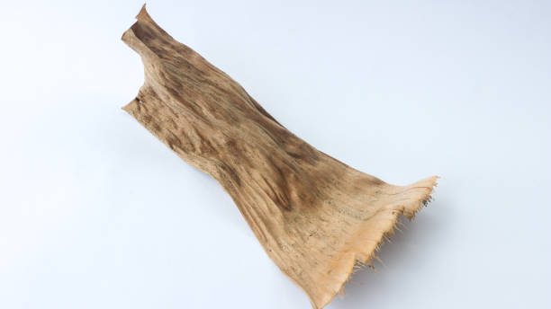 istock Dried banana leaves isolated on white background. 1486806230