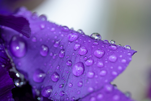 Wonderfull rain drops over Spring viola as a Macrography masterpiece