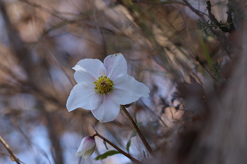 Single wood anemone in a nature reserve woodland.
