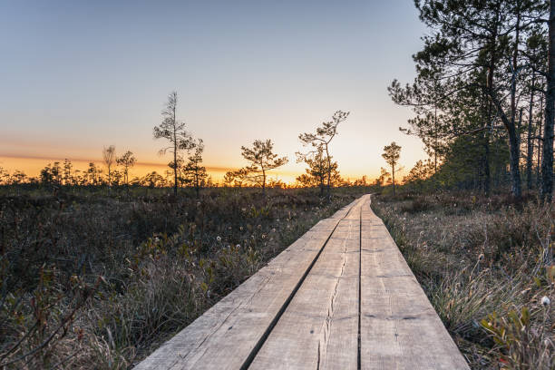 istock Sunset on Cena bog (Cenas tirelis), Latvia at Spring 1486810576