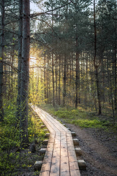istock Sun is shining trought pine trees on Cena bog (Cenas tirelis) trail, Latvia at Spring 1486810579