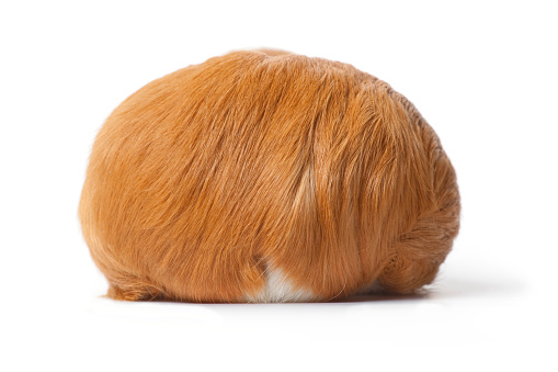 Hairy backview of a guinea Pig isolated on white background close up