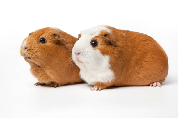 istock Two cute guinea Pigs isolated on white background close up 1486812752