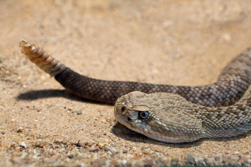 Awake Aruba rattlesnake close up outdoors