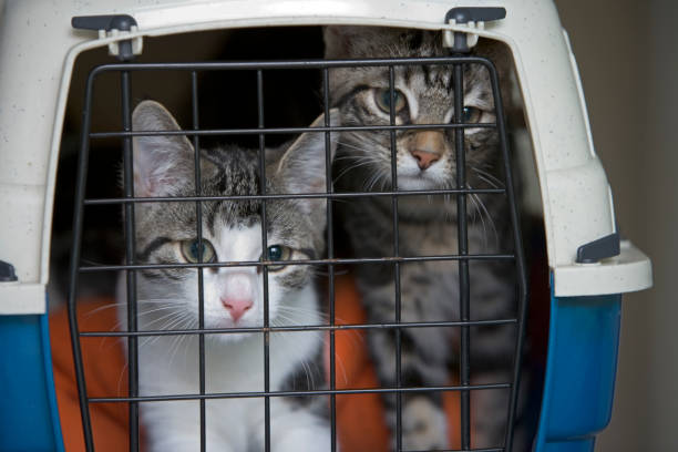 istock Two sad little kittens sitting in a carrying basket 1486813009