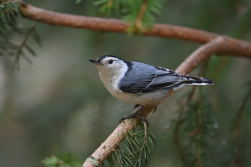 White-breasted nuthatch looking at camera. In a spruce tree in Connecticut, spring.