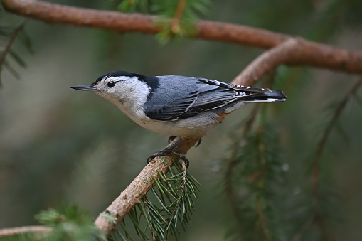 White-breasted nuthatch, side view. In a spruce tree in Connecticut, spring.