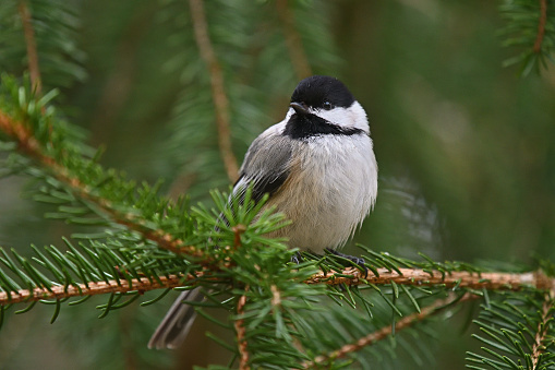 Black-capped chickadee in spring looking at camera while resting in a spruce tree near a bird feeder in Connecticut