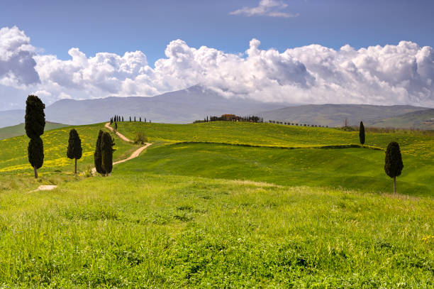 istock Campi Elisi in Val d'Orcia 1486813822