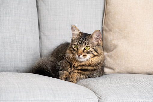 Beautiful brown tabby cat with yellow-green eyes lying on the couch.