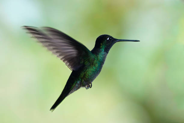 istock Magnificent Hummingbird in a forest in flight at Savegre Costa Rica 1486815472