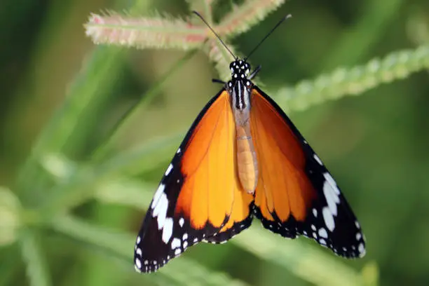 Black Orange Color closeup Butterfly on Grass
