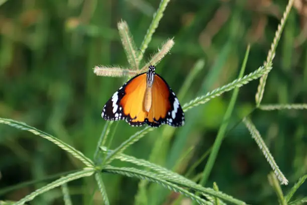 Black Orange Color closeup Butterfly on Grass