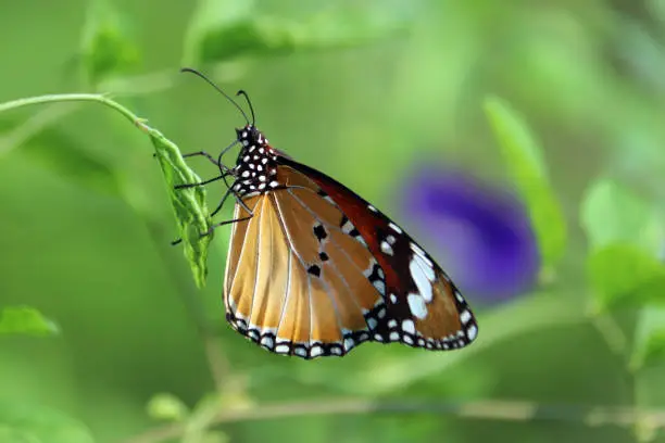 Black Orange Color closeup Butterfly on Leaf