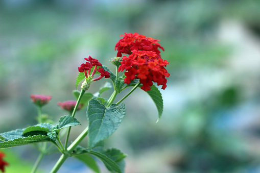 Lantanas, Tiny red-colored flowers bunched together