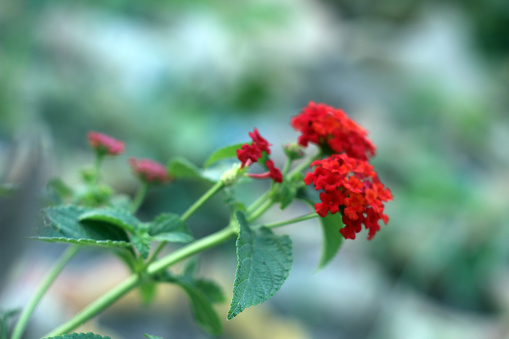 Lantanas, Tiny red-colored flowers bunched togetherin a garden