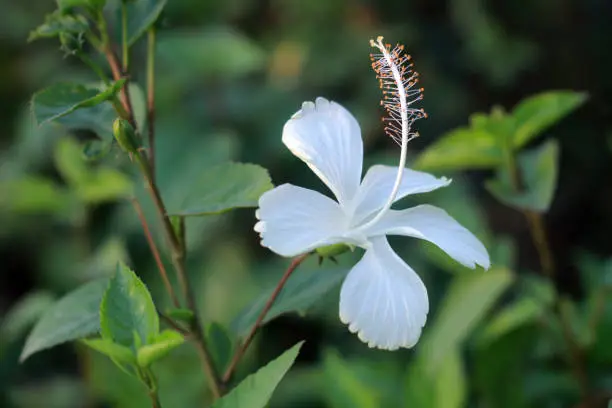 White China Rose Hibiscus Flower (Joba full in bangla)