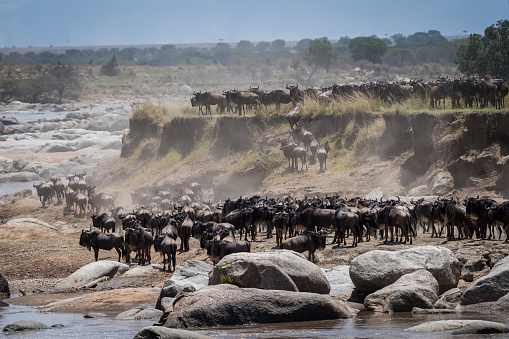 The wildebeest migration in Tanzania is an annual event where over two million wildebeest, along with zebras and gazelles, migrate from the Serengeti National Park to the Masai Mara National Reserve in Kenya and back. The migration is driven by the search for fresh grazing pastures and water as they follow the rains. This journey covers a distance of over 1,800 miles and is one of the largest and most awe-inspiring natural spectacles on Earth.