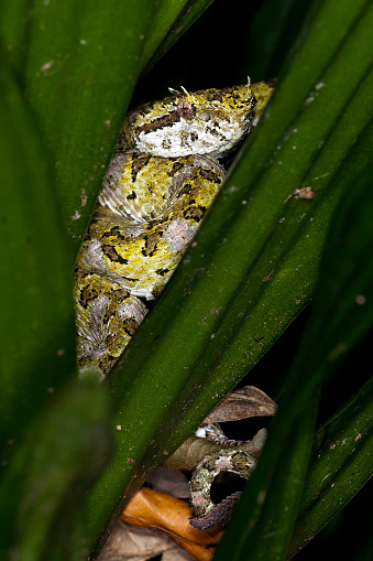 eyelash pit viper in the rain forest at Sarapiqui - Costa Rica