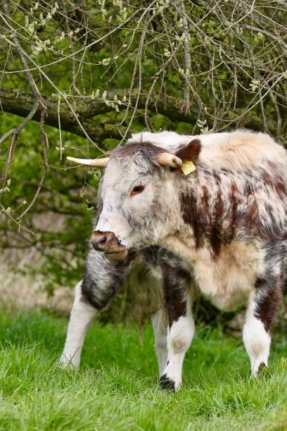 istock English longhorn cow 1486816388