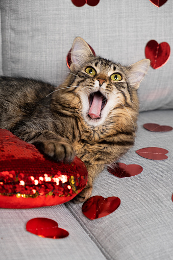 Funny cat yawning while lying on a heart pillow on Valentine's Day.