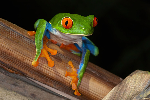 Asian girl playing with a little frog.