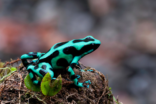 Poison Dendrobates Auratus frog in a rain forest at Sarapiqui - Costa Rica