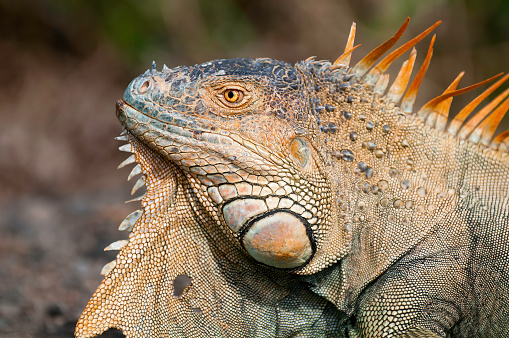 Green Iguana  portrait  in his  Breeding season suite in Costa Rica
