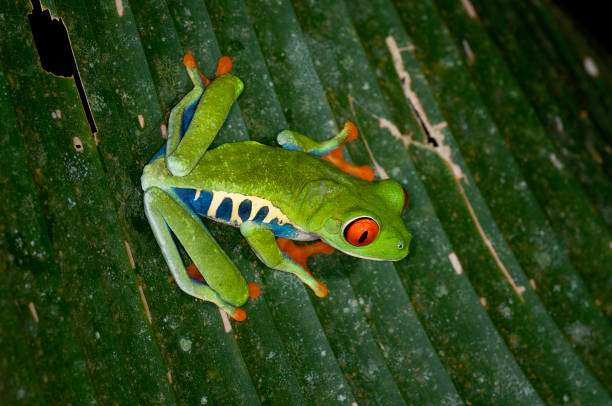 древесная лягушка с красными глазами ночью в тропическом лесу в районе ареналь - коста-рика - camouflage animal frog tree frog стоковые фото и изображения