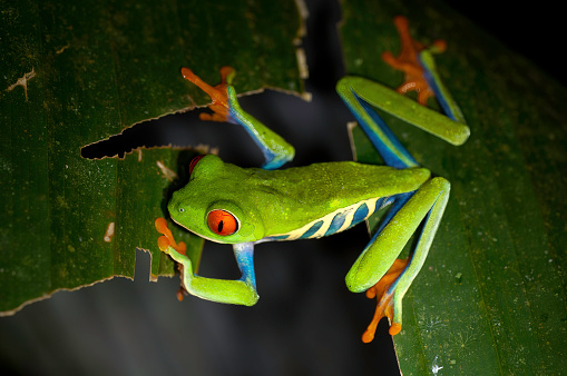 A beautiful green Water Lily Reed Frog (Hyperolius pusillus) on a large green leaf above a small pond