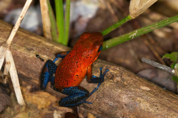 Poison Strawberry Dart Frog Blue Jeans Frog in a rain forset in the at Arenal Area - Costa Rica Poison Strawberry Dart Frog Blue Jeans Frog in a rain forset in the at Arenal Area - Costa Rica dendrobatidae stock pictures, royalty-free photos & images