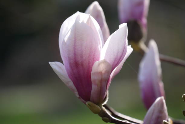 istock Blooming magnolia flowers 1486818534
