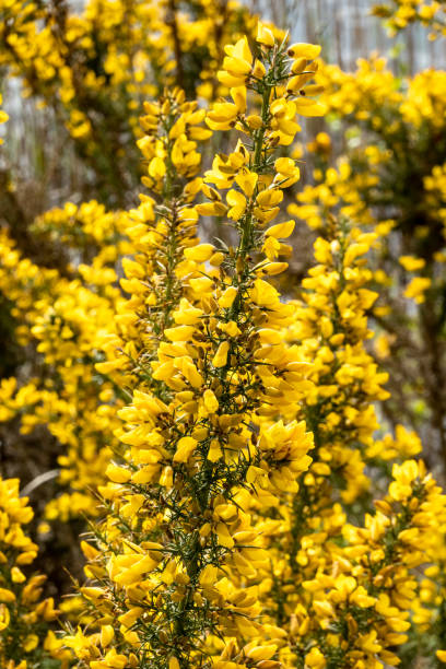 istock Gorse, Ulex europaeus, blooming spiny shrub with yellow flowers in spring, Netherlands 1486818578