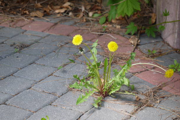 istock Dandelion growing on the concrete pavement 1486818644