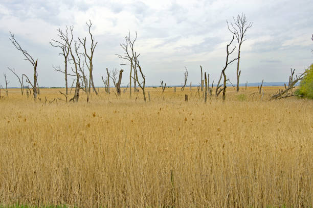Alkborough flats is an excellent site for birdwatching and observing wildlife in general.  It also presents some fascinating views.