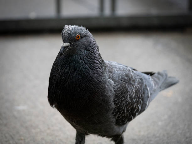 istock Pigeon on street 1486820466